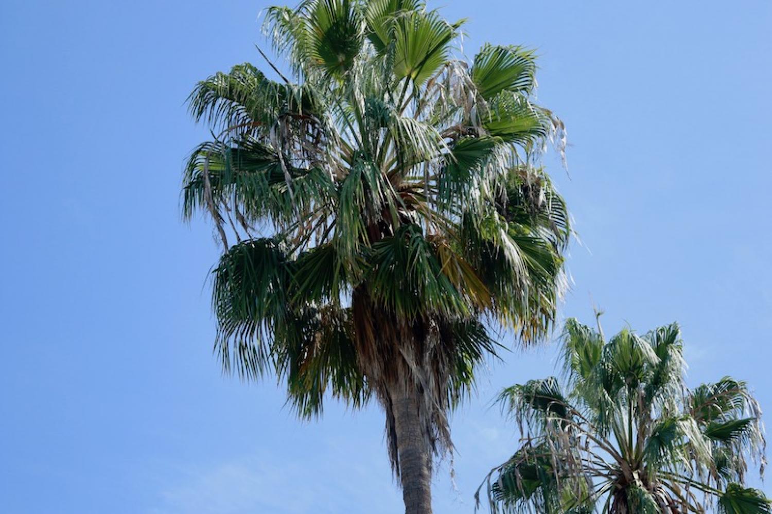 California trip 2018 DAY 4 1