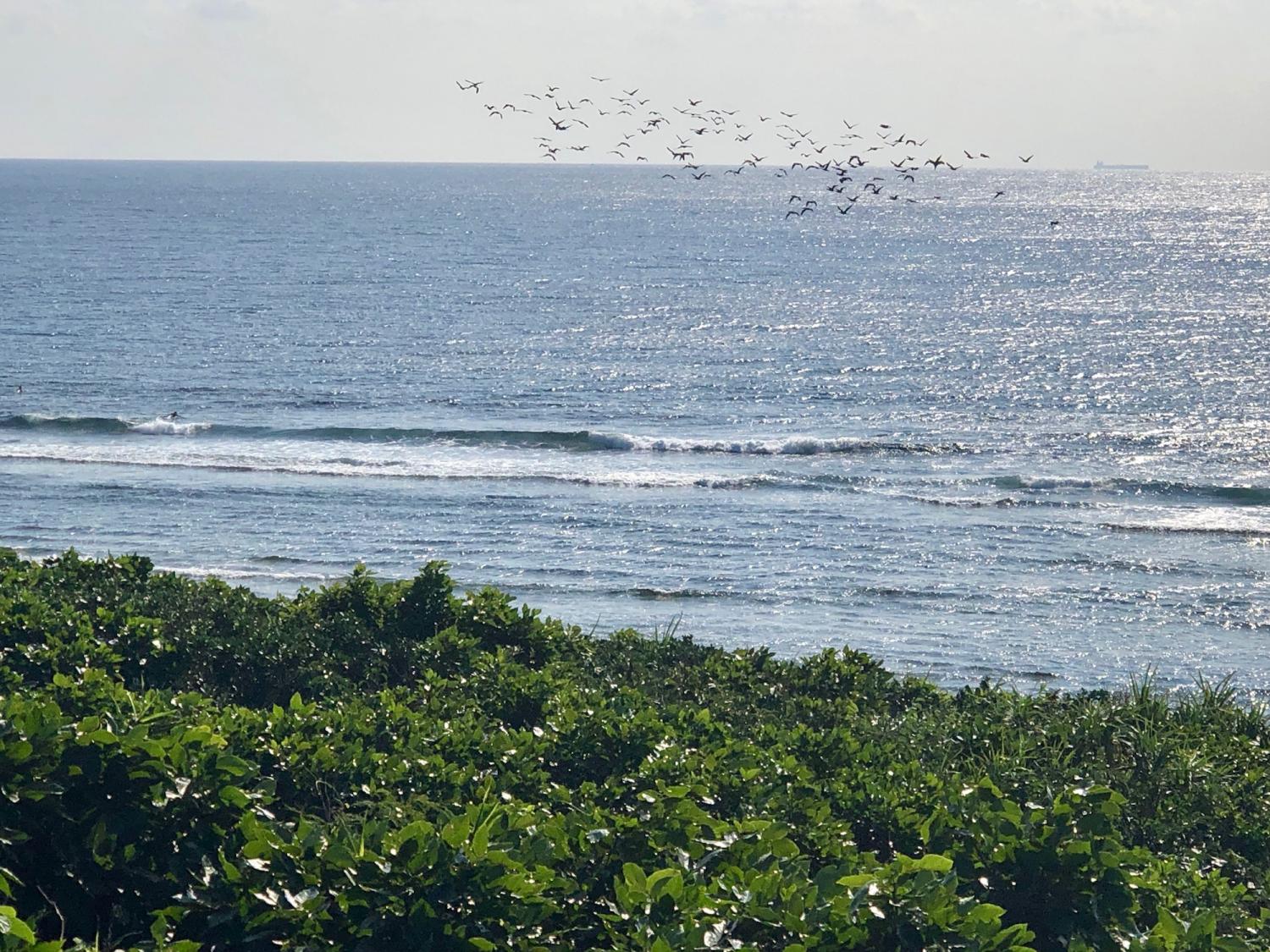 2019 Jan. 14 suicide point wave information 2