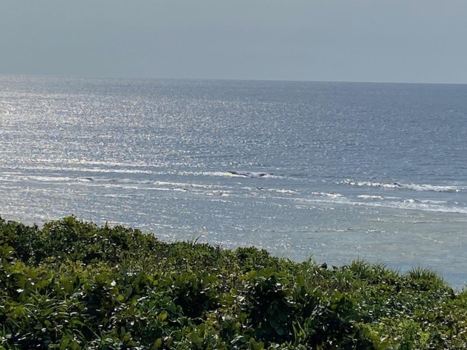 2020 Mar 24th suicide point wave information